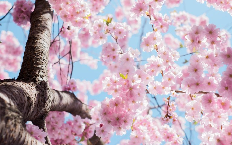 桜｜Cherry blossom│Learn Japanese with Dr G