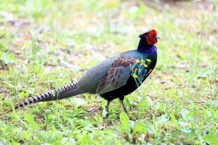 雉 Pheasant Learn Japanese With Dr G